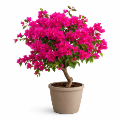 راهنمای نگهداری گل کاغذی در خانه
